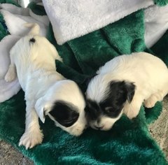 Havachon-Havanese Mix Puppy for sale in GREENFIELD, IN, USA