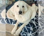 Small #15 Great Pyrenees
