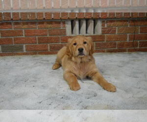 Golden Retriever Puppy for sale in MONTICELLO, IN, USA