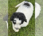 Small #8 Bernedoodle
