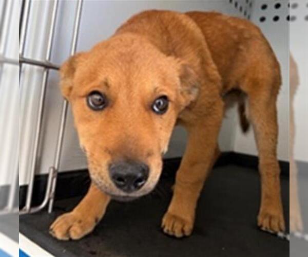 Medium Photo #1 German Shepherd Dog-Unknown Mix Puppy For Sale in Bakersfield, CA, USA