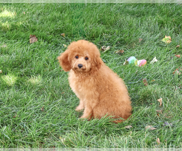 Medium Photo #4 Cavapoo (Miniature) Puppy For Sale in SYRACUSE, IN, USA