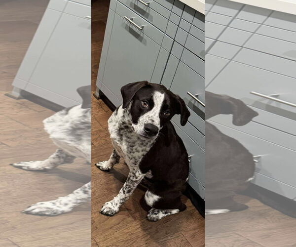 Medium Photo #4 Labradinger Puppy For Sale in Dallas, TX, USA