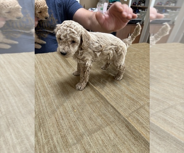 Medium Photo #43 Poodle (Miniature) Puppy For Sale in EAST AMHERST, NY, USA