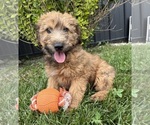 Small Whoodle (Miniature)