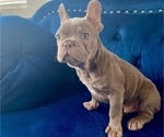 Small #9 French Bulldog