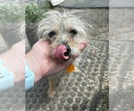 Small #5 Mutt