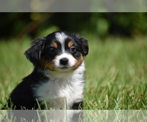Miniature Australian Shepherd Puppy for sale in PALM COAST, FL, USA