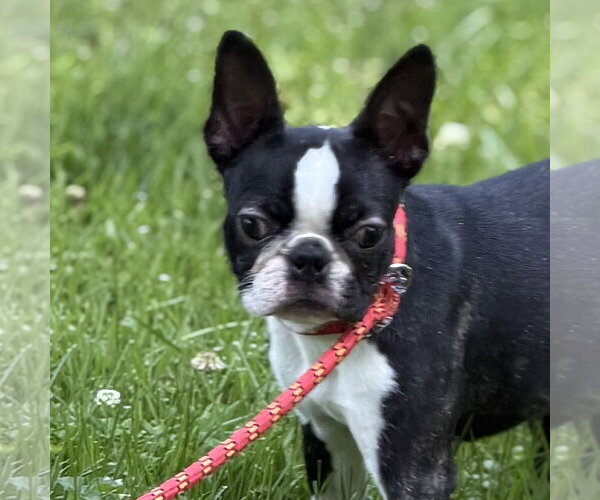 Medium Photo #4 Boston Terrier Puppy For Sale in Yardley, PA, USA