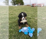 Small Photo #3 Bernese Mountain Dog Puppy For Sale in KILLBUCK, OH, USA