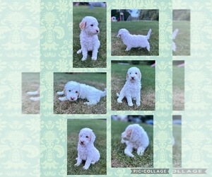 Labradoodle Puppy for sale in MIDDLEBORO, MA, USA
