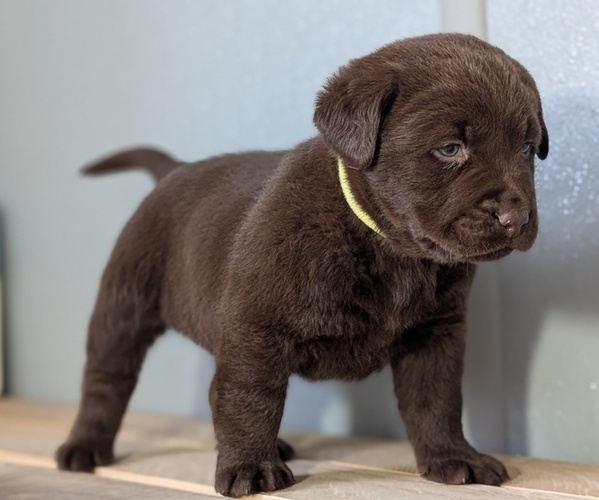 Medium Photo #47 Labrador Retriever Puppy For Sale in GOSHEN, IN, USA