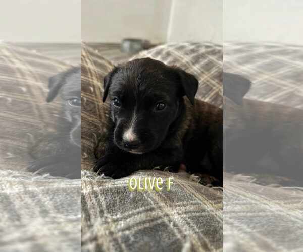 Medium Photo #2 Cheagle Puppy For Sale in Waterloo, IA, USA