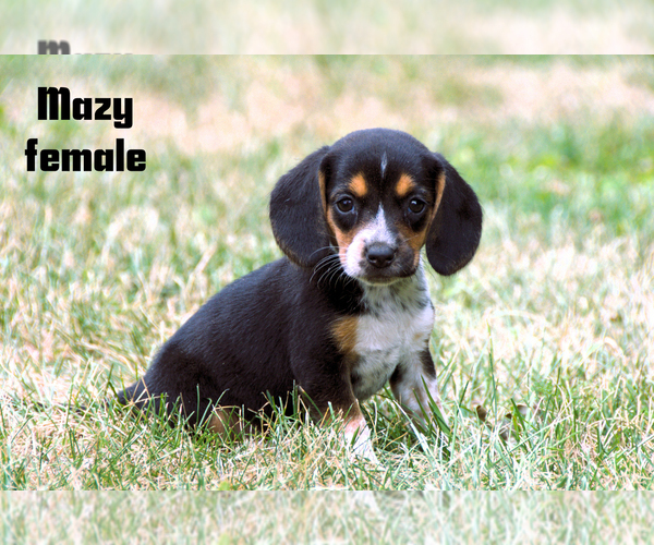 Medium Photo #9 Beagle Puppy For Sale in CLARE, MI, USA