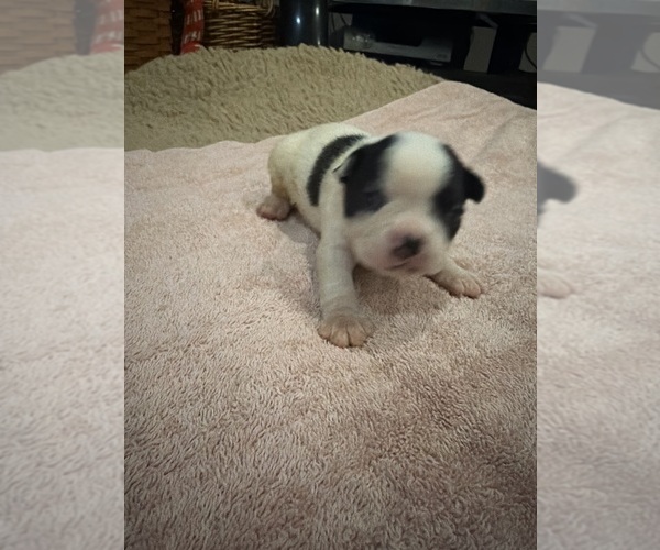 Medium Photo #6 Boston Terrier Puppy For Sale in FREDONIA, KS, USA