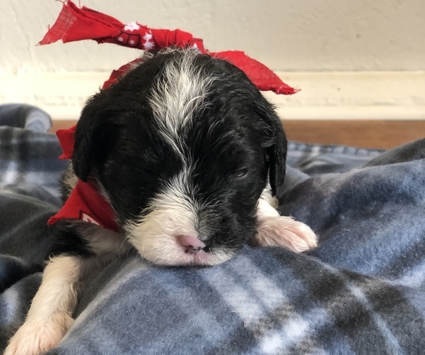 Medium Photo #23 Poodle (Toy)-Texas Heeler Mix Puppy For Sale in MARQUAND, MO, USA