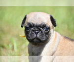 Small Pug