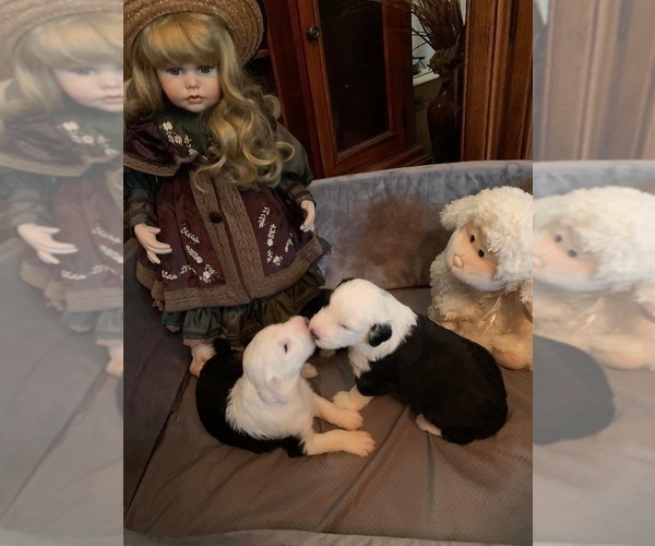 Medium Photo #4 Old English Sheepdog Puppy For Sale in KILLEEN, TX, USA