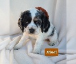 Puppy 3 Cocker Spaniel
