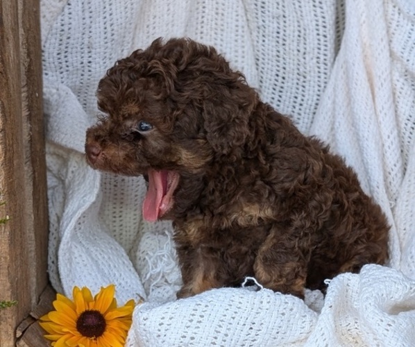 Medium Photo #11 Cock-A-Poo Puppy For Sale in GOSHEN, IN, USA