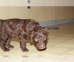 Small Photo #10 Poodle (Standard) Puppy For Sale in SPENCER, TN, USA