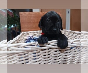 Medium Labrador Retriever