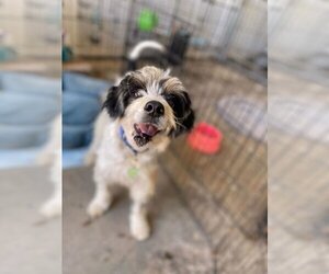 Shih Tzu-Unknown Mix Dogs for adoption in Auburn, WA, USA