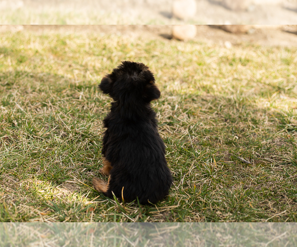 Medium Photo #6 Yorkshire Terrier Puppy For Sale in MILLERSBURG, IN, USA