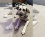 Small #1 German Shepherd Dog