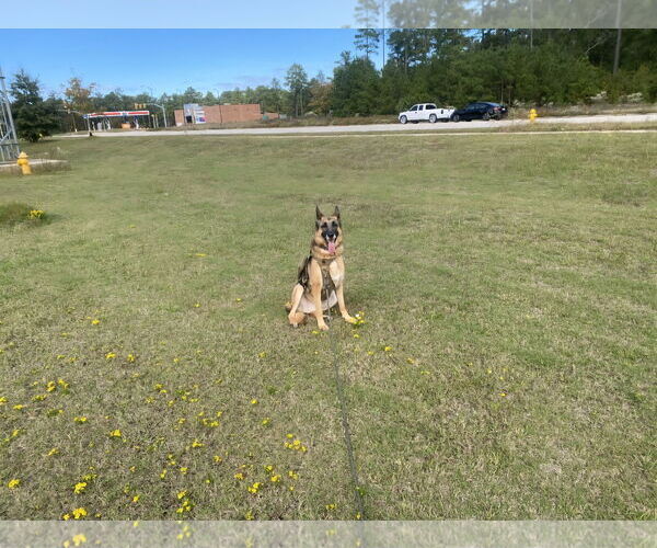 Medium Photo #4 German Shepherd Dog Puppy For Sale in La Grange , NC, USA