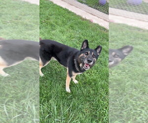 Loki - Male Gerberian Shepsky Dog for Adoption - Photo #3
