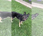 Small Photo #3 Gerberian Shepsky Puppy For Sale in Pierceton , IN, USA