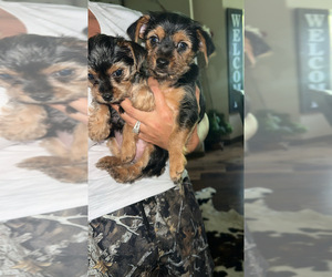 Mutt-Yorkshire Terrier Mix Puppy for sale in LABELLE, FL, USA