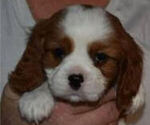 Puppy Puppy 3  NB3 Cavalier King Charles Spaniel