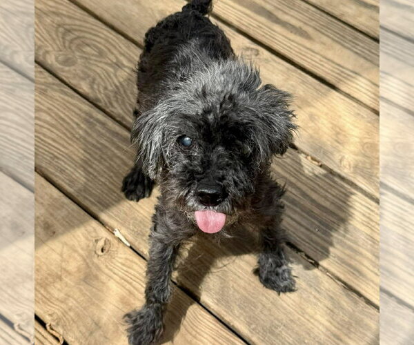 Medium Photo #1 Maltipoo (Miniature) Puppy For Sale in Spring Lake, NC, USA