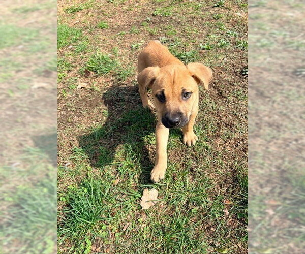 Medium Photo #11 Labrottie Puppy For Sale in Brewster, NY, USA