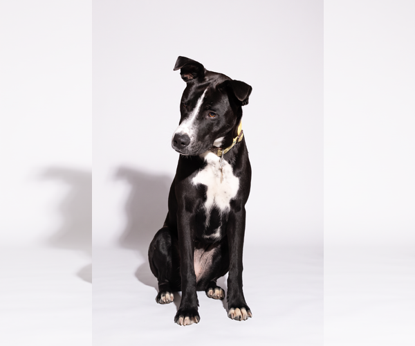 Medium Photo #4 American Pit Bull Terrier-Labrador Retriever Mix Puppy For Sale in Sandy, UT, USA