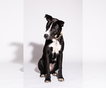 Small Photo #4 American Pit Bull Terrier-Labrador Retriever Mix Puppy For Sale in Sandy, UT, USA