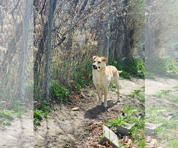 Medium Photo #2 Collie-Unknown Mix Puppy For Sale in Sandy, UT, USA