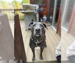 Small #3 American Pit Bull Terrier Mix