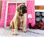 Small #9 Mastiff