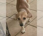 Small #1 Jack Chi