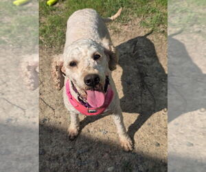 Mutt Dogs for adoption in Glen Allen, VA, USA