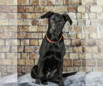 Small Photo #8 Labrador Retriever-Unknown Mix Puppy For Sale in Farmington, MN, USA