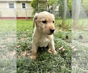 Golden Labrador Puppy for sale in HIGH POINT, NC, USA