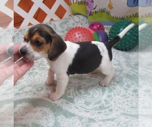 Beagle Puppy for sale in RATTAN, OK, USA