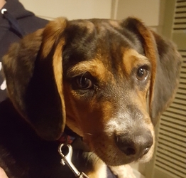 Beagle Puppy for sale in ELIZABETH, CO, USA