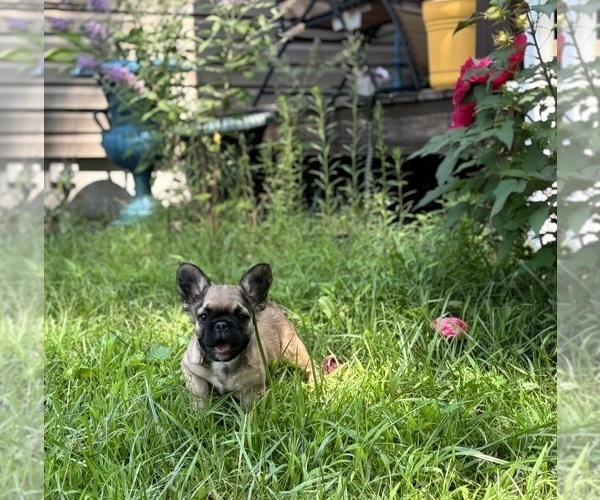 Medium Photo #4 French Bulldog Puppy For Sale in NEWTON, NJ, USA