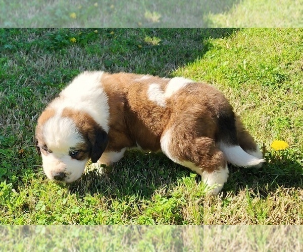 Medium Photo #19 Saint Bernard Puppy For Sale in TURLOCK, CA, USA