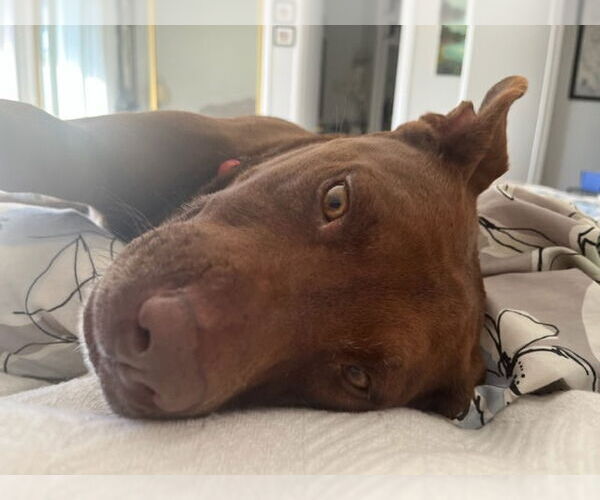 Medium Photo #43 American Staffordshire Terrier-Labrador Retriever Mix Puppy For Sale in Lake Forest, CA, USA